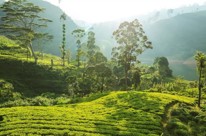 Tea Country Mist & Wild Yala Safari - Biman Tours Best Tour Sri Lanka
