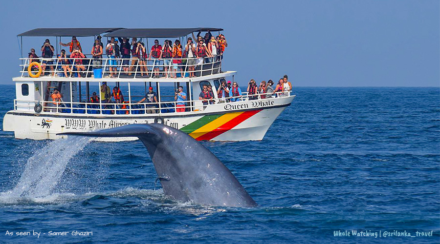South Coast Riviera & Private Yacht Whale Safari - Biman Tours Best Tour Sri Lanka