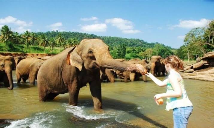 Classic Ceylon Wonders & Golden Triangle - Biman Tours Best Tour Sri Lanka