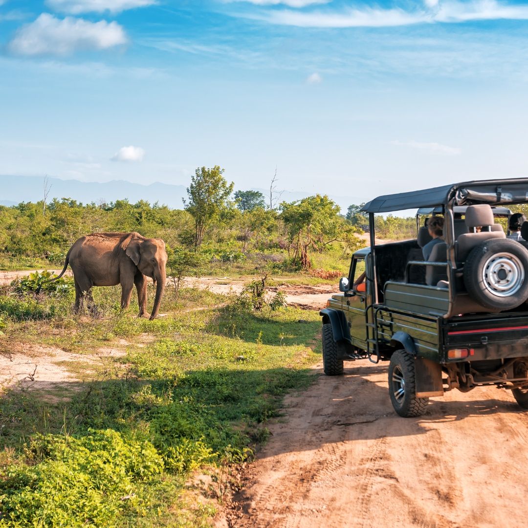 Yala Leopard Safari - Biman Tours Sri Lanka